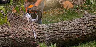 Best Tree Mulching  in Greilickville, MI