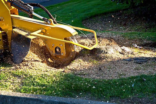 Lawn Drainage Solutions in Greilickville, MI