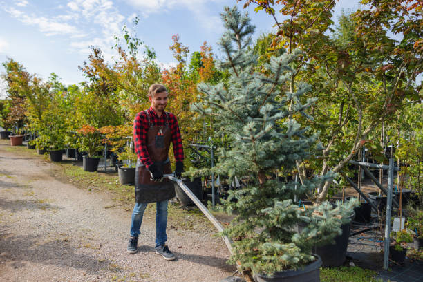 How Our Tree Care Process Works  in  Greilickville, MI